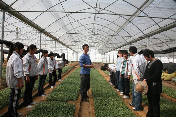 讲解菊花育苗技术